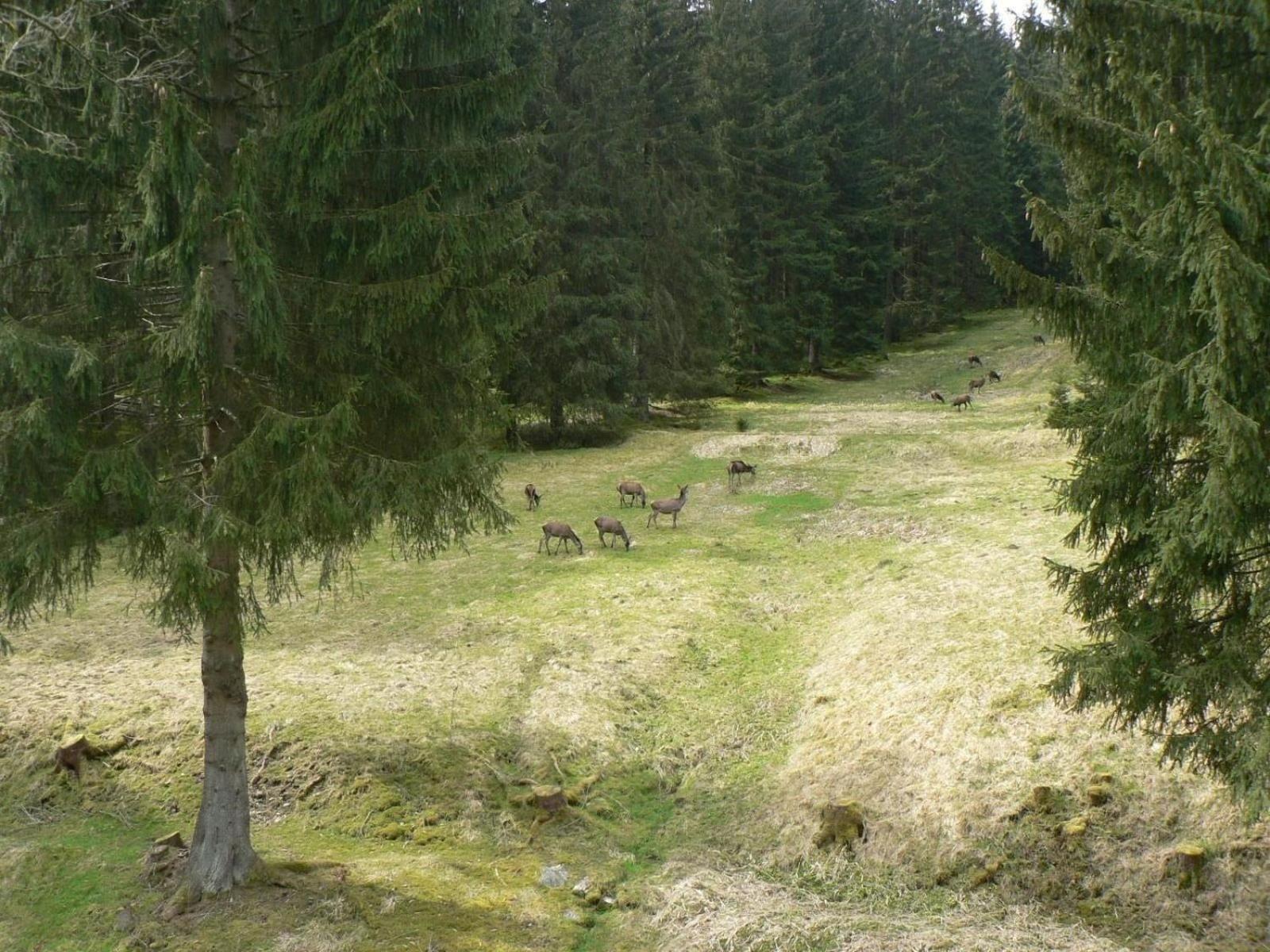 Ferienhaus Fuer 6 Personen Im Thueringer Wald Grossbreitenbach Экстерьер фото